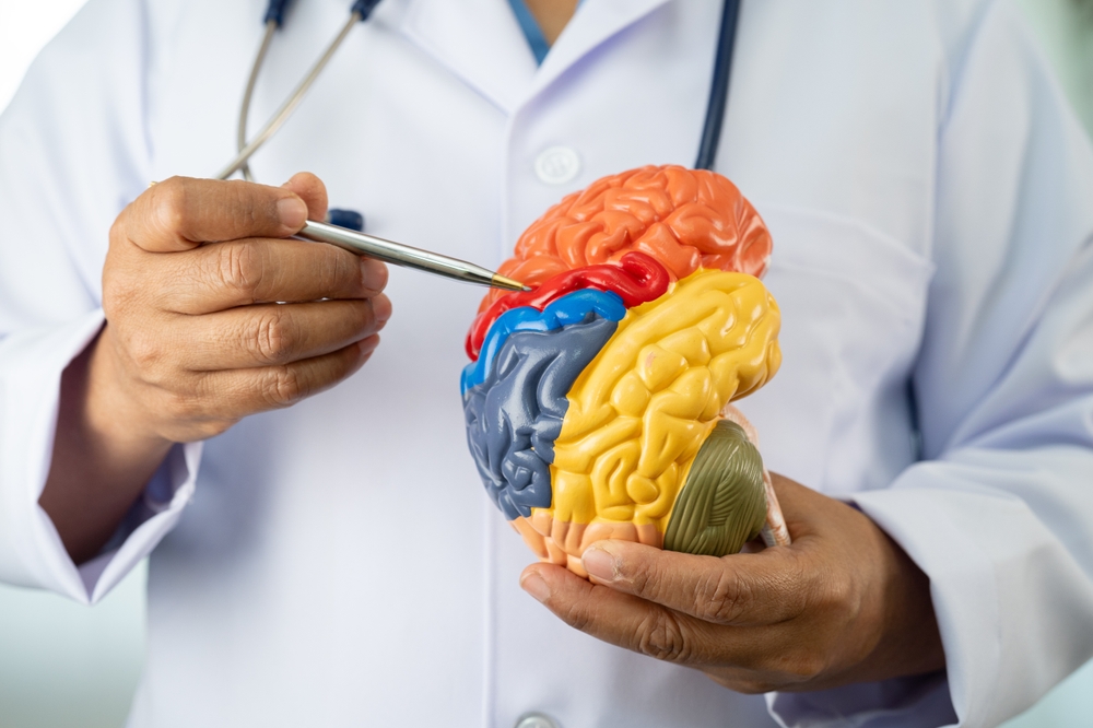 What Happens to the Brain During Passive Habits? The Brain on Auto-Pilot: What Happens Neurologically